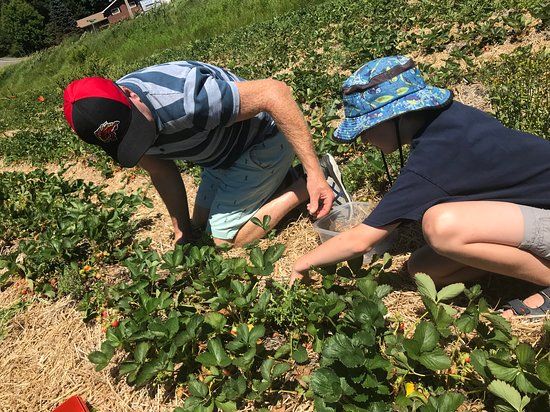 Taylor Strawberry Farm